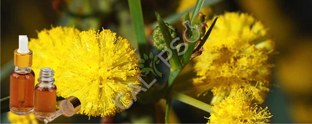 Cassie Flower Absolute Oil Benefits